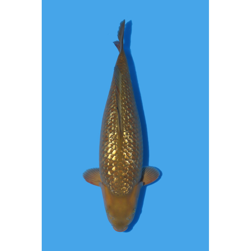 Koï Japon Ginrin Chagoi Sansai éleveur Marudo taille 61 cm Koï Japon Ginrin Chagoi Sansai éleveur Marudo taille 61 cm