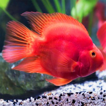 Cichlasoma papegaai rood (Red parrot) (6-8 cm)