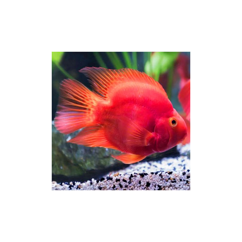 Cichlasoma papegaai rood (Red parrot) (6-8 cm)