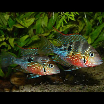 Thorichthys ellioti 5-6 cm per 2