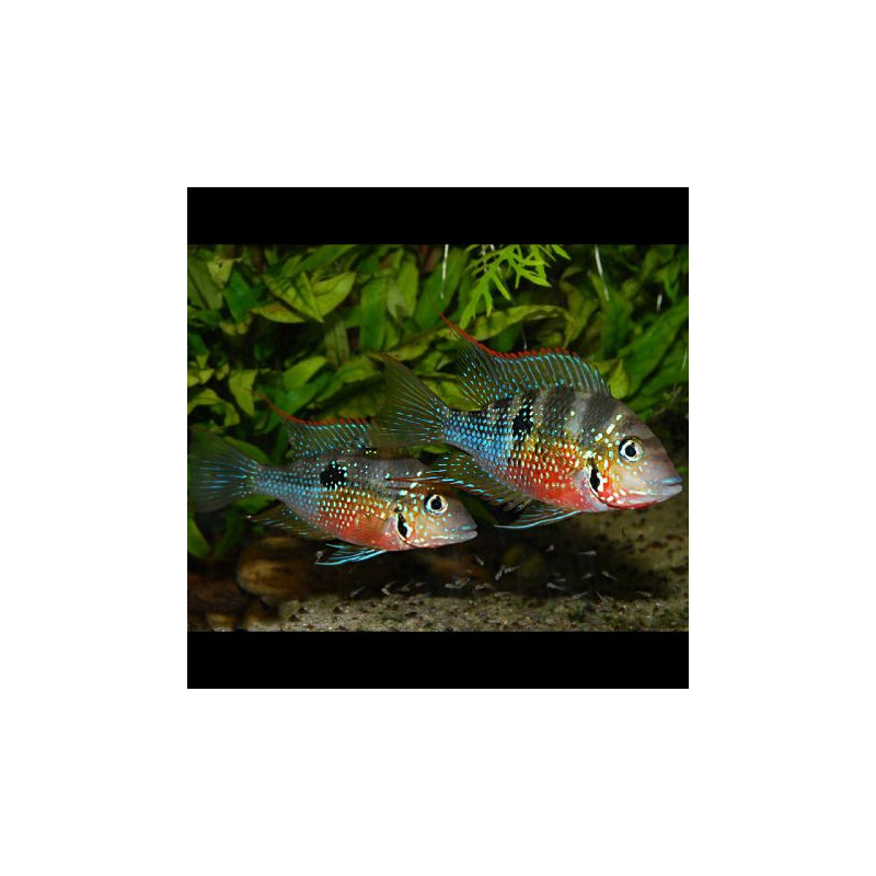 Thorichthys ellioti 5-6 cm per 2