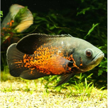 Astronotus Ocellatus rouge 7-8 Cm