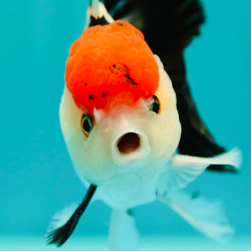 Giant short tail Oranda XXXL select Grade A 15 cm (rouge/noir) (Rouge/blanc/noir) coloris souhaité à préciser