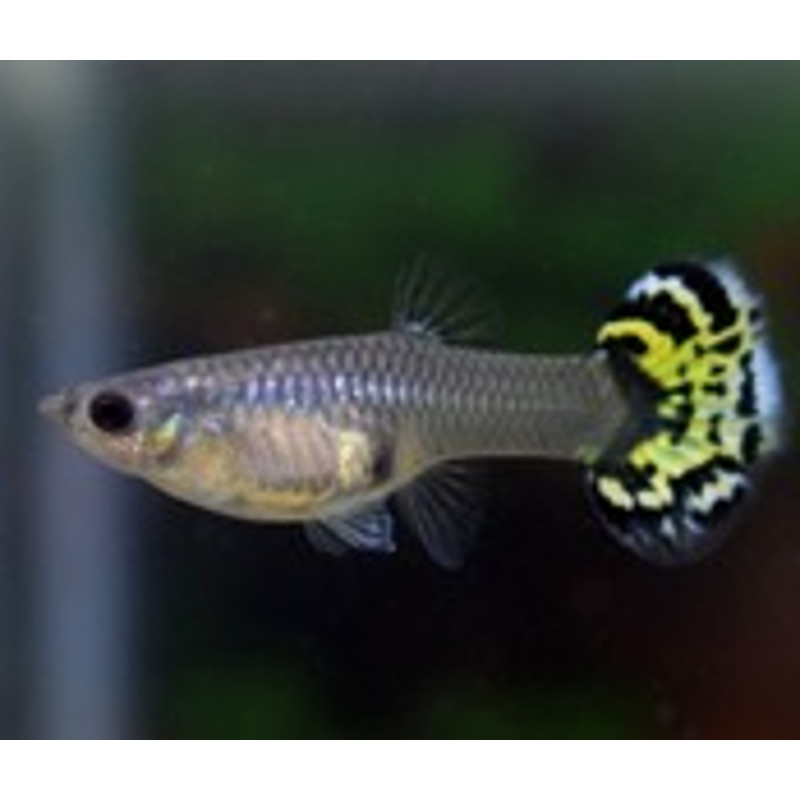 Guppy's vrouwtjes (Poecilia reticulata) ALBINOS
