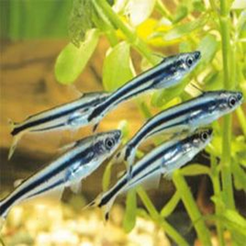 Pareutropius debauwi Pareutropius debauwi