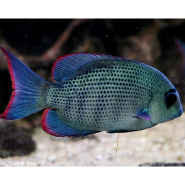 Paraetroplus menarambo 6-7 cm 28,50 €