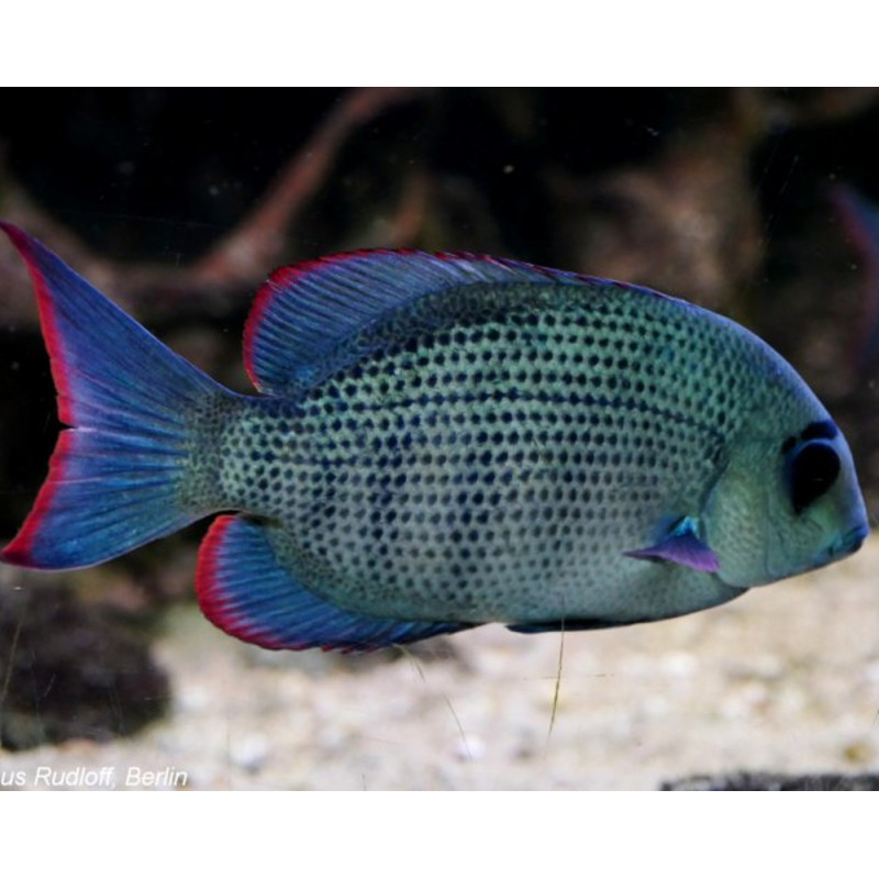 Pelvicachromis Kribensis 