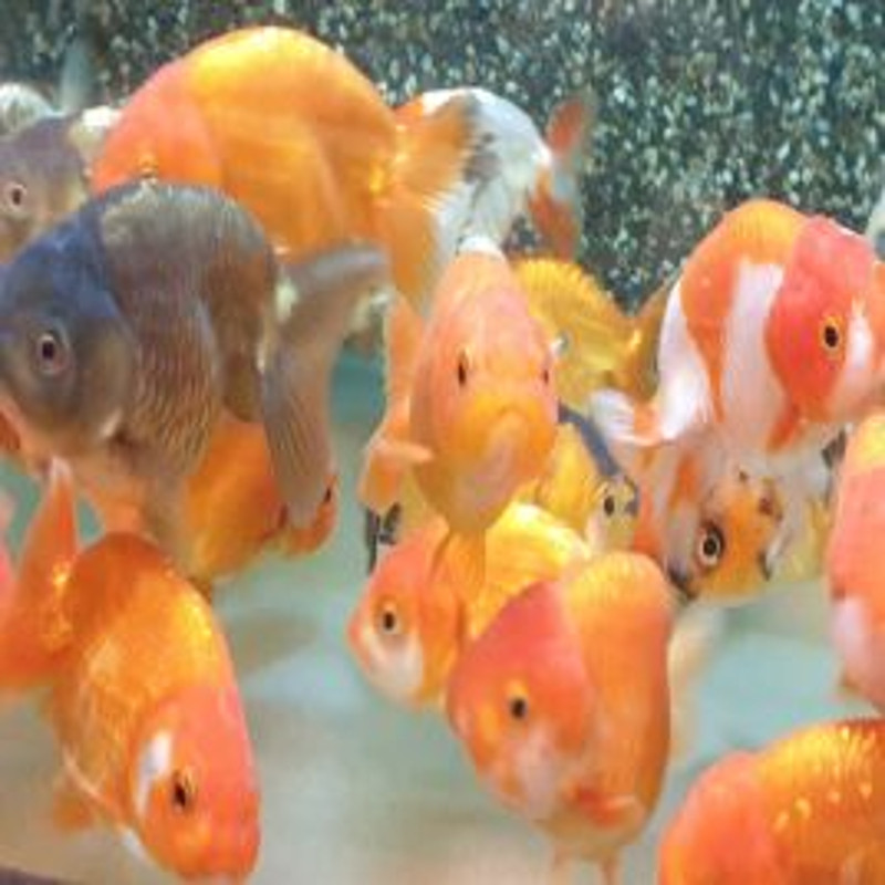 Ranchu small mix 10cm Ranchu small mix 10cm