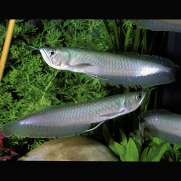 Osteoglossum bicirrhosum Arowanas argentés 10-12 cm