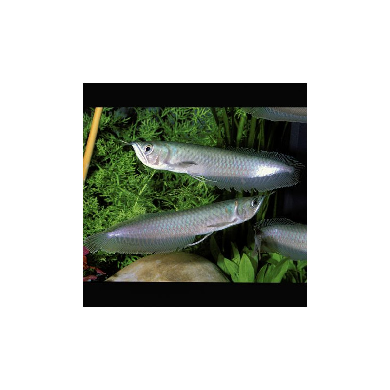 Osteoglossum bicirrhosum Arowanas argentés 10-12 cm