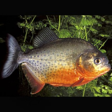 Pygocentrus nattereri 4-7 cm