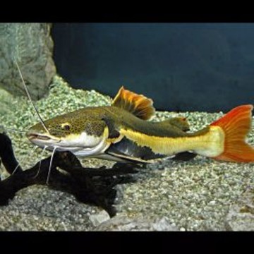 Phractocephalus hemioliopterus 15 cm - Poisson chat géant à queue rouge