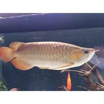 Scléropage formosus - super red (25/2475) 30cm avec cites et micropuce