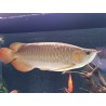 Scléropage formosus - super red () 30cm avec cites et micropuce