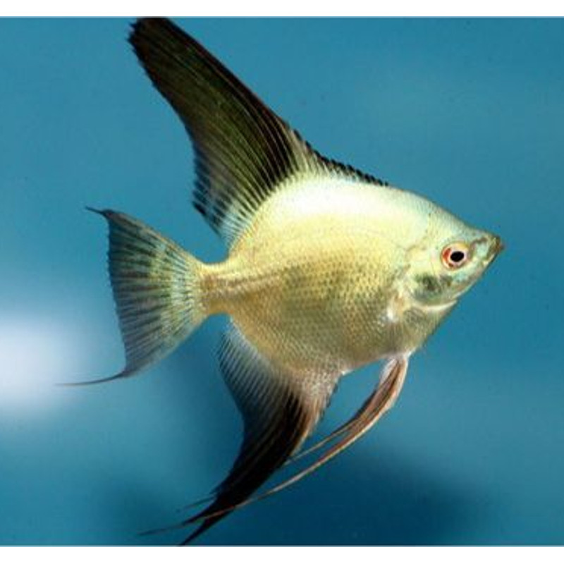 Pterophyllum Scalaire dorés 4-5 cm 6,50 € Pterophyllum Scalaire dorés 4-5 cm 6,50 €
