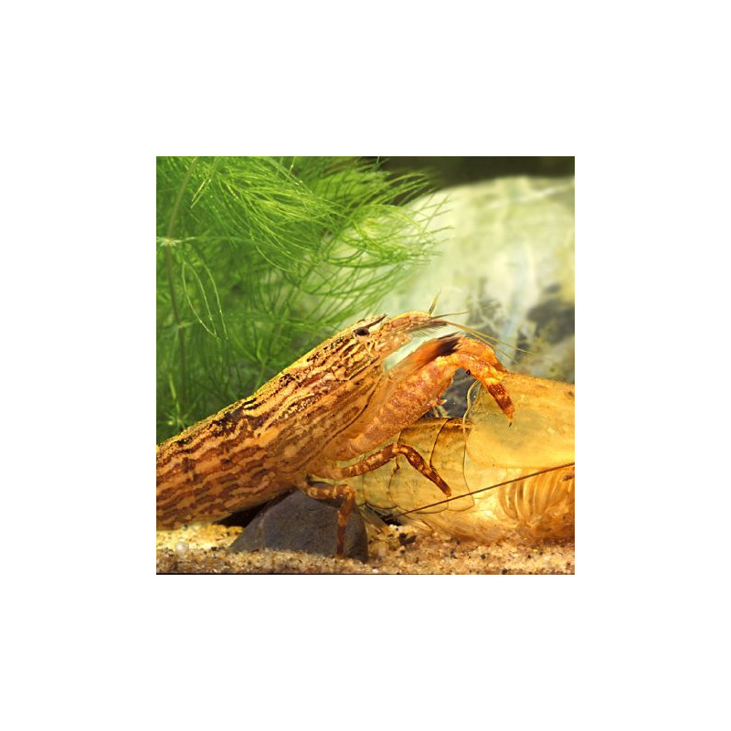 Atyopsis Moluccensis - crevette bambou 5-6 cm lot de 5