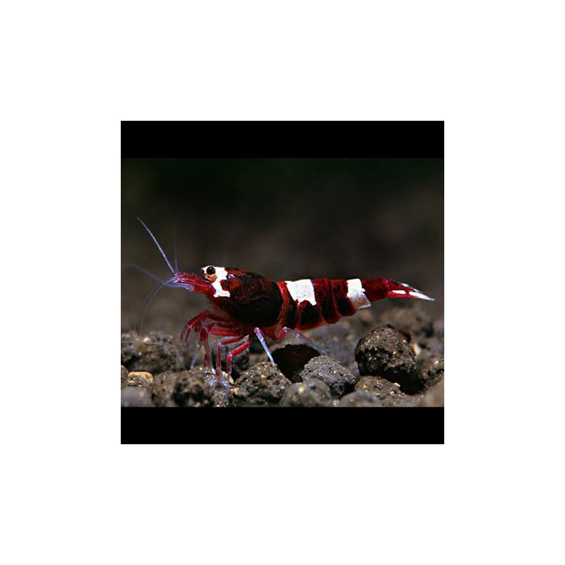 Caridina Cantonensis wine red lot de 5