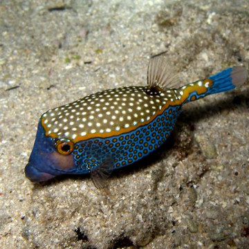 Ostracion meleagis mâle 8-10 cm