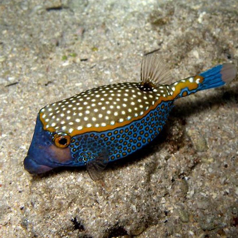 Ostracion meleagis 8-10 cm