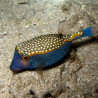 Ostracion meleagis 8-10 cm