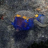 Ostracion meleagis mâle 8-10 cm