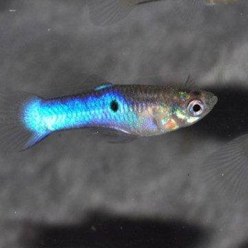 Guppys Endler Japan Blue Poecillia Wingei mâle uniquement