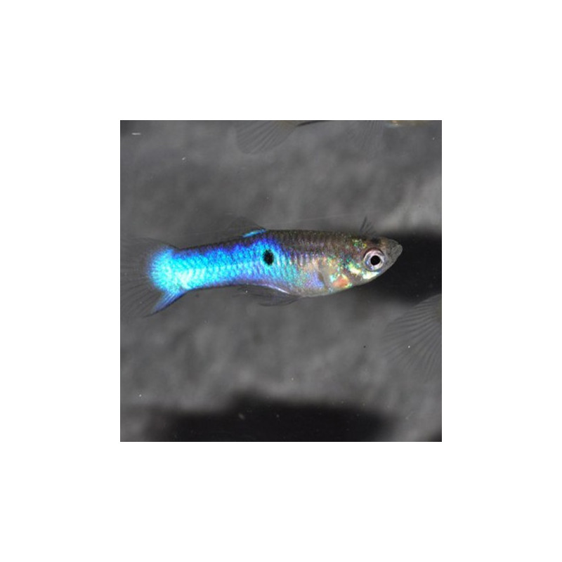 Guppys Endler Japan Blue Poecillia Wingei mâle uniquement Guppys Endler Japan Blue Poecillia Wingei mâle uniquement
