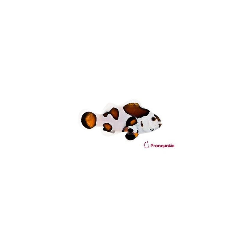 Amphiprion Ocellaris mocha storm 3-4 cm  élevage (LOT DE 2)