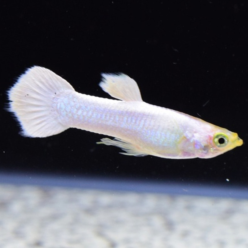 Guppy mannetje platinum full white