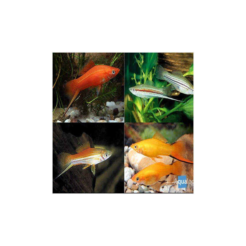 Xipho Xiphophorus helleri 7-8cm  XXL le couple