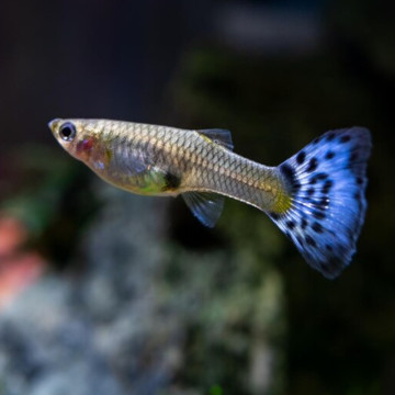 Guppys femelles bleu (Poecilia reticulata)