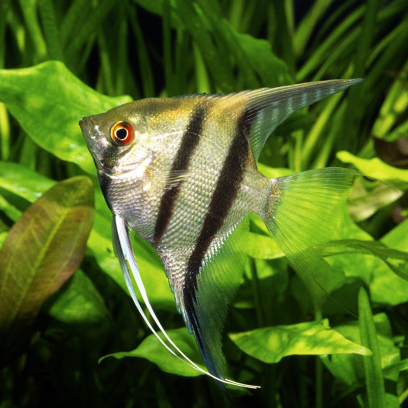 Scalaire sauvage colombie 5 cm les 2 Scalaire sauvage colombie 5 cm les 2