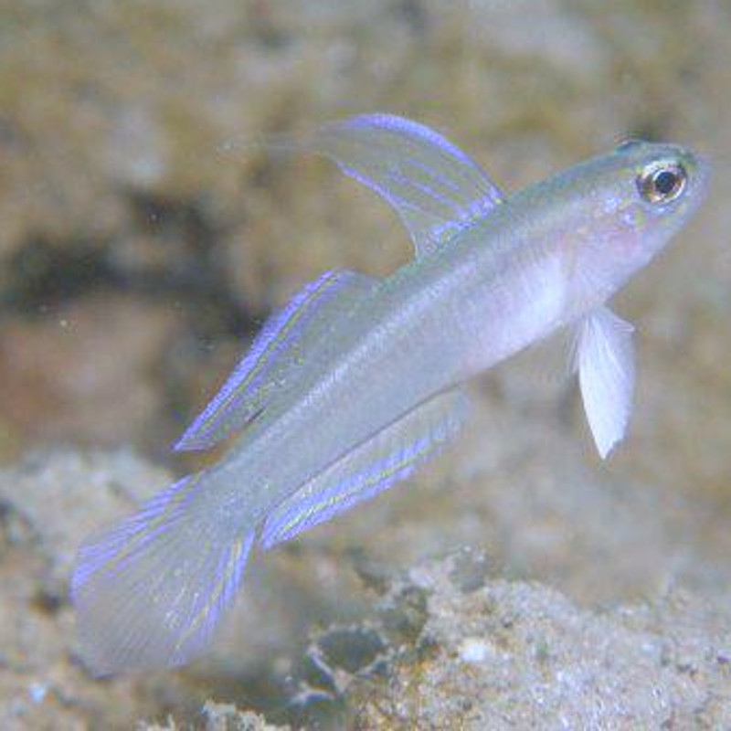 Tryssogobius colini 2-3 cm Tryssogobius colini 2-3 cm