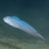 Priolepis nocturna 2-4 cm