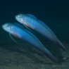 Priolepis nocturna 2-4 cm