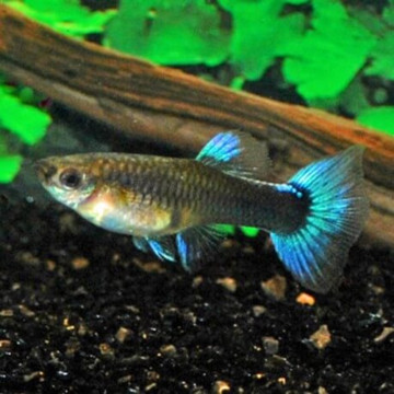 guppy femelle bleu ciel
