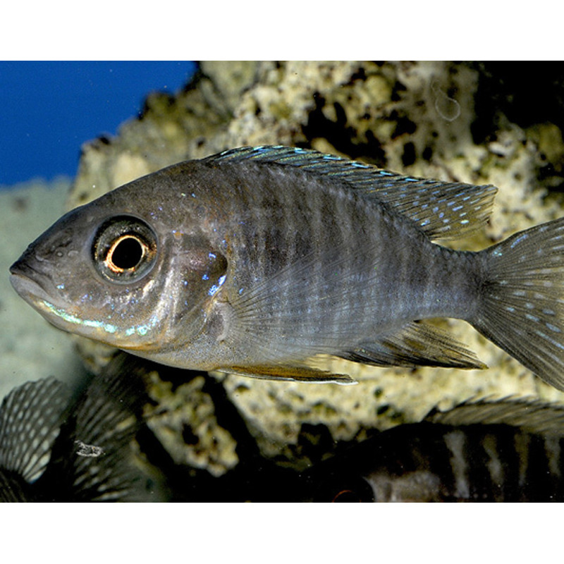 Aulonocara mix vrouwtje 10-14cm