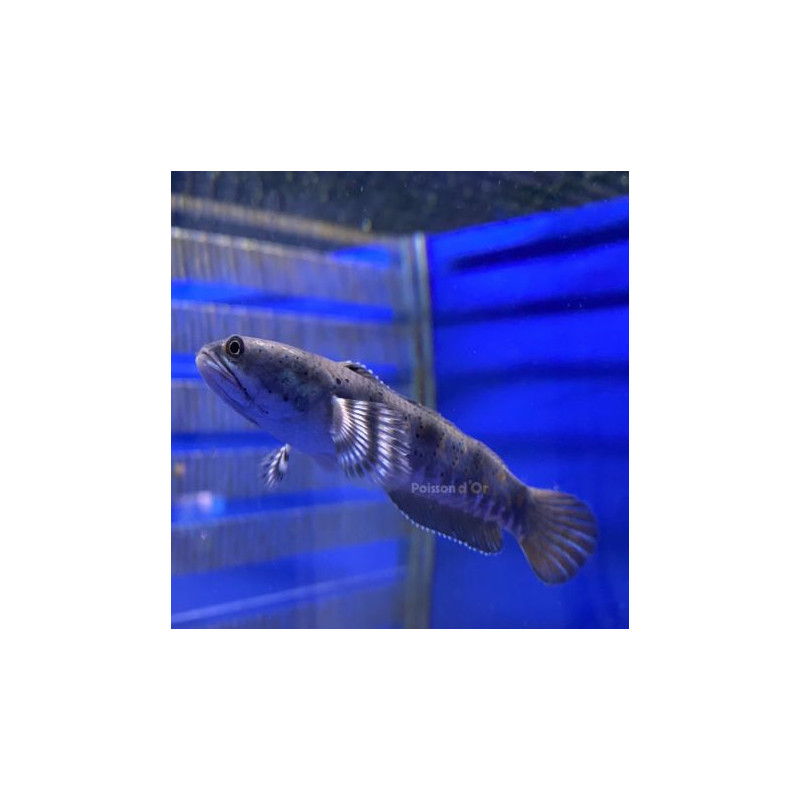 Channa asiatica Red