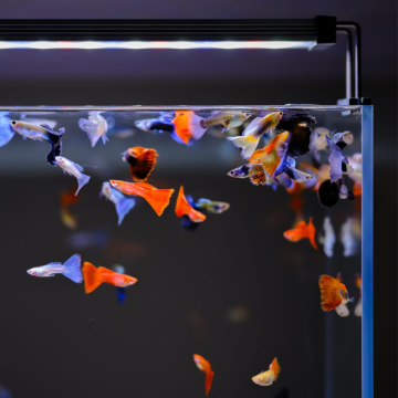 Twinstar éclairage LED B-Line II 80cm