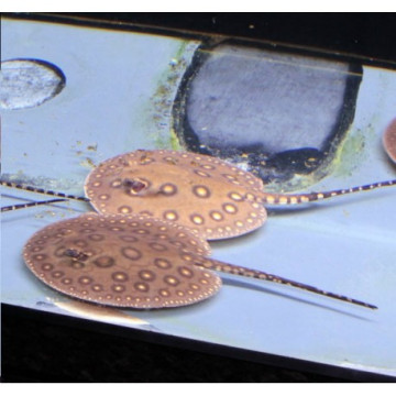 Potamotrygon Motoro-Raie d'eau douce mouchetée 12-15cm