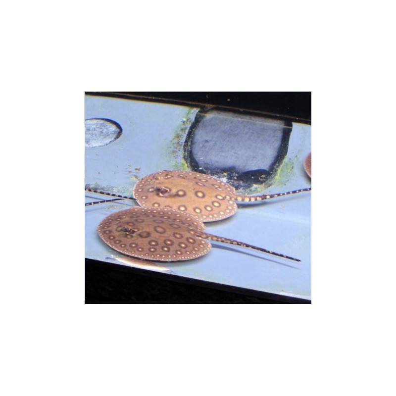 Potamotrygon Motoro-Raie d'eau douce mouchetée 12-15cm