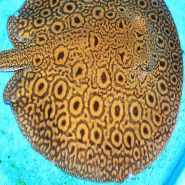 Potamotrygon Hybride high quality-Raie d'eau douce 12-15 cm 