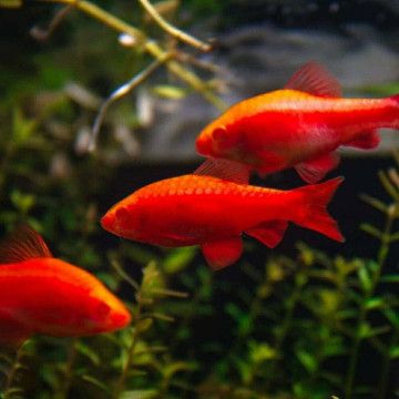 Barbus titteya albino