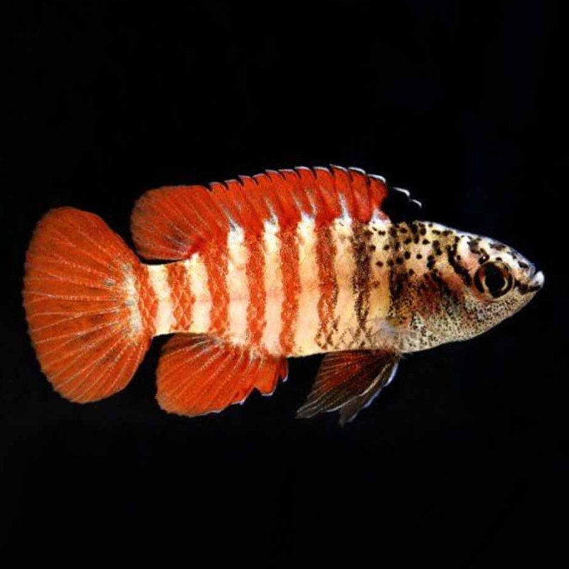 Dario myanmar 
