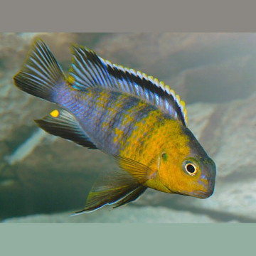 Pseudotropheus Tropheops-Macrophtalmus Red Cheeck koppel 8-10 Cm