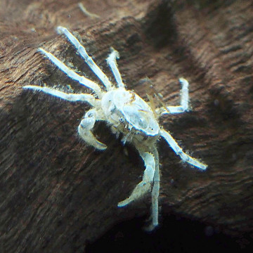 Limnopilos naiyanetri