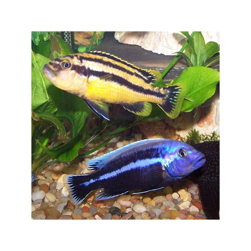 Melanochromis Chipokae 5-6 cm