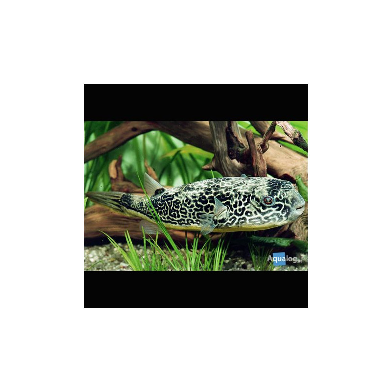 Tetraodon mbu sauvage 8cm