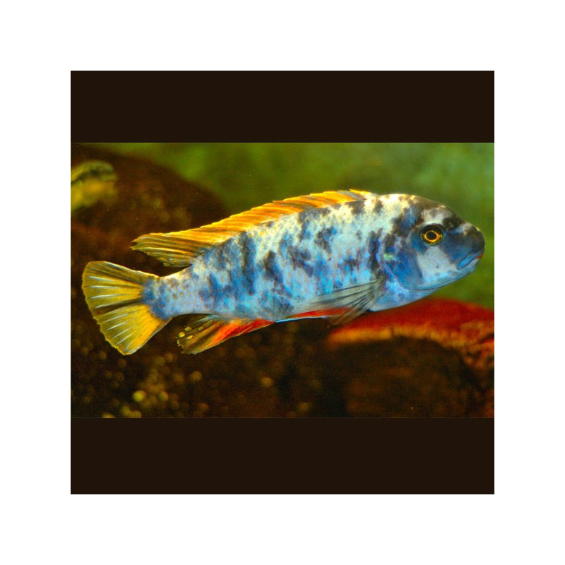 Labeotropheus trewavasae marmelade 7-8 cm koppel