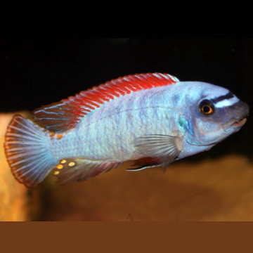 Labeotropheus Trewavasae 6-8cm